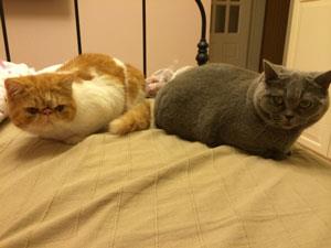 【专业课堂】猫哮喘(FELINE ASTHMA)的诱因及诊疗预防