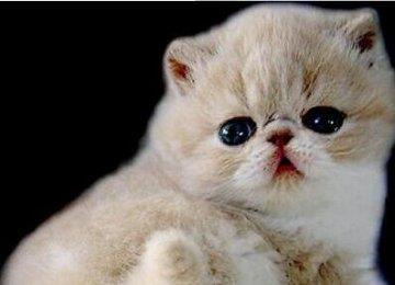 波斯猫要怎么养？养波斯猫应注意哪些事项？