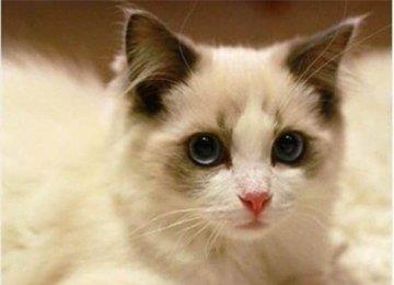 缅因猫最喜欢吃什么？缅因猫的喂食方式【图】