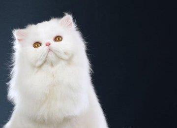 猫咪喜欢玩什么玩具？与猫咪玩耍需注意哪些事项？
