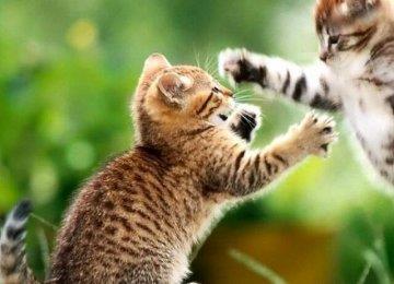 养猫常识：猫最怕什么？