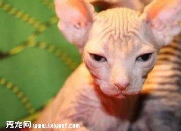 科普母猫不孕不发情的五大原因