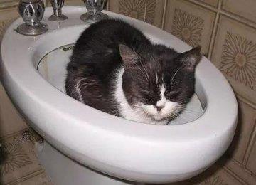 为何有些猫咪在吃了益生菌后,还是大便不好?