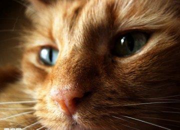 猫咪正在变老的症状有哪些？