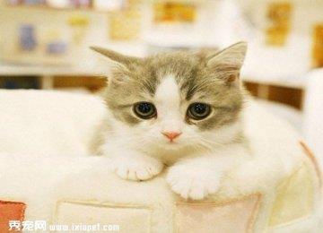 猫咪眼角有泪痕怎么办？应该如何处理？