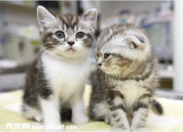 药物中毒的猫猫该如何是好？