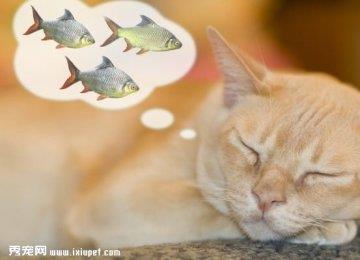 猫猫不能吃的鱼和海鲜有这些，要记住哦！
