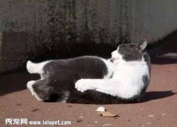 猫的腰特别长，是它们身上最神秘的地方之一