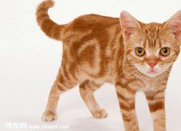 美国硬毛猫多少钱一只及饲养方法