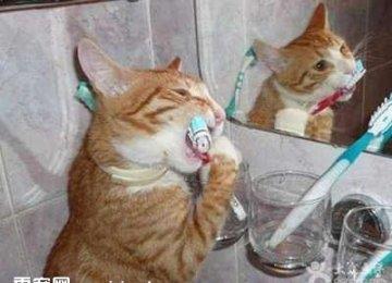 猫咪要刷牙吗？多久需要刷一次牙