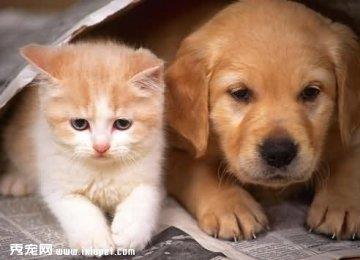 猫狗同养应该注意些什么？