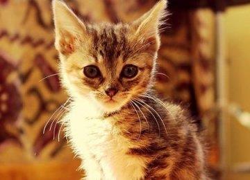 给猫咪洗澡应该注意什么？