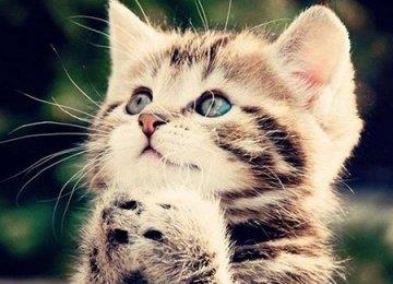 养猫须知！养猫咪的十大好处
