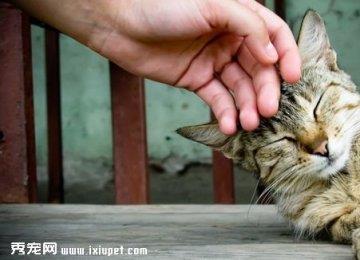 猫咪与主人感情好的表现有哪些？
