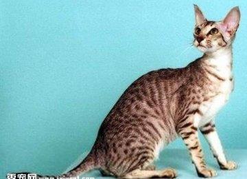 东方短毛猫要如何养护它的毛发呢?