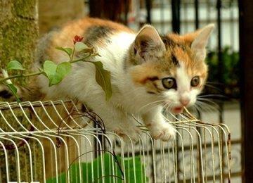 猫咪爱磨爪子怎么办？
