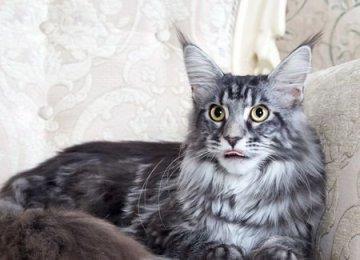 猫猫到了换毛期，宠主们需要怎么做呢?