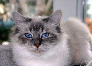 伯曼猫的饮食禁忌和日常护理【图】