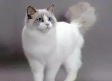 猫下泌尿道综合症