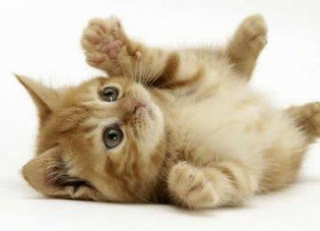 没有猫妈妈,小奶猫怎么才能活下来?
