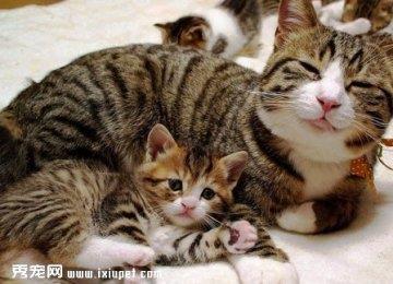 80%以上的猫死于肾衰竭|治疗及预防
