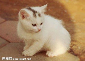 伊纳宝猫粮好不怎么挑选猫粮