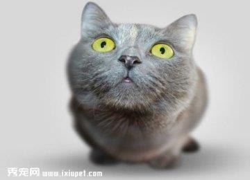 浅谈高龄猫容易出现的三大健康问题