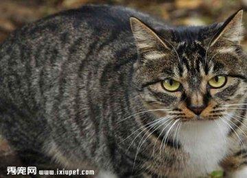 草原斑猫特征_习性_品种介绍和饲养方法【图】