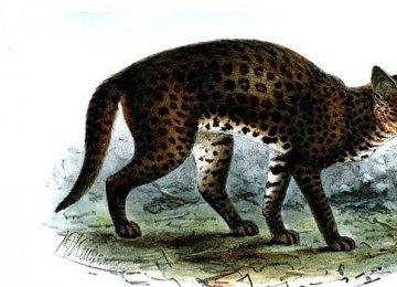 非洲金猫好养吗?非洲金猫特征|价格|习性【图】