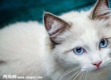 博美拉猫的外形特征_训练_养护_喂食【图】