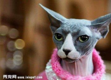 顿斯科伊猫多少钱,好养吗?顿斯科伊猫图片_价格【图】