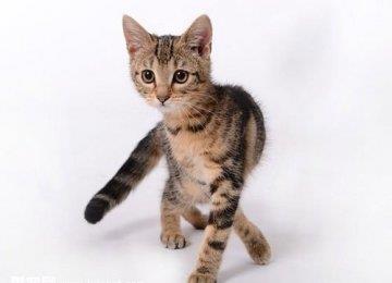 猫咪一定要结扎吗及结扎后注意事项
