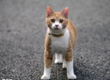 狗蜂窝组织炎的症状与治疗方法