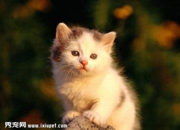 什么是猫衣原体病？猫衣原体病的症状及防治方法