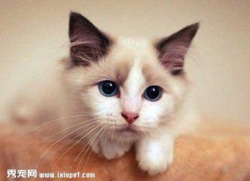 布偶猫吃什么营养?布偶猫不能吃什么？