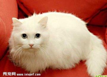山东狮子猫的外形特征和命名原则【图】