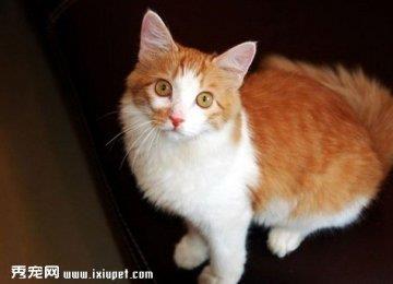 如何预防土耳其安哥拉猫患糖尿病？