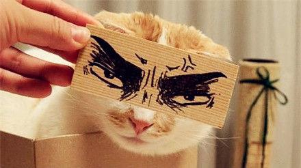 猫的智商有多高？