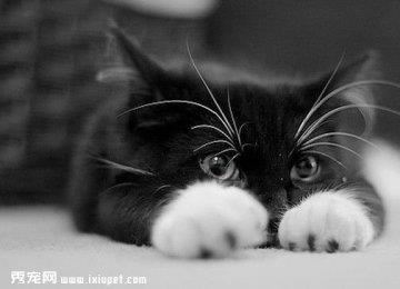 猫咪可以多长时间不喂食?