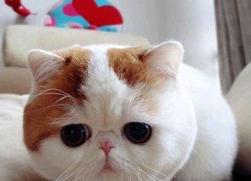 猫猫减肥要避免反弹【图】