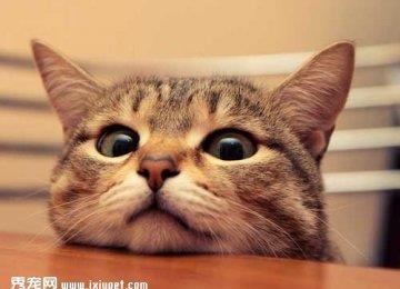 怎么控制猫咪的食量，适当减肥？
