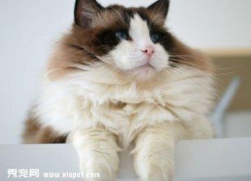 避免布偶猫出现遗传病按时给猫猫打疫苗