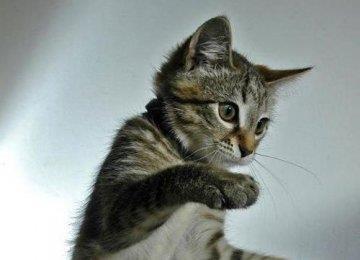不是所有的猫叫都是“春”猫奴必学