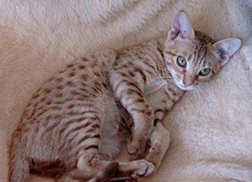 如何让宠物猫猫远离辐射？