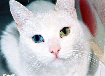 猫猫身上长虱子该如何处理？
