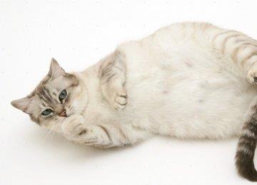 猫咪怀孕的那些事，你了解多少？