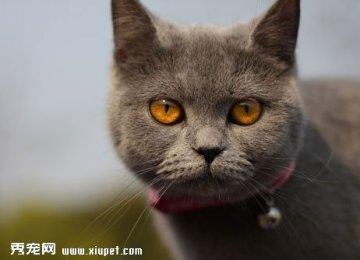 为什么英国短毛猫容易打喷嚏？