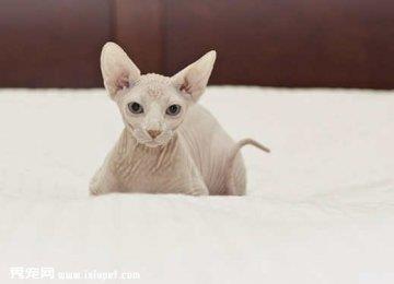 对猫咪过敏的人福利 加拿大无毛猫