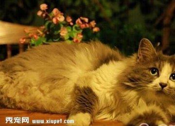 给宠物猫绝育的顾虑有哪些？