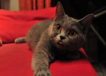 宠物猫心丝虫病的症状及对危害有哪些？